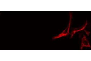 ABIN6278587 staining RAW264.