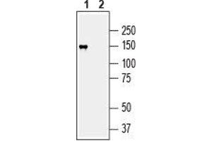 Western blot analysis of human SH-SY5Y neuroblastoma cell line lysate: - 1.