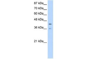 PCBP4 antibody used at 1. (PCBP4 anticorps)