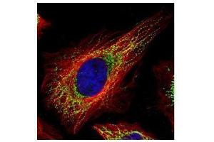 ICC/IF Image Confocal immunofluorescence analysis (Olympus FV10i) of paraformaldehyde-fixed HeLa, using TUFM, antibody (Green) at 1:500 dilution. (TUFM anticorps)