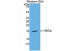 Western Blotting (WB) image for anti-Cytotoxic T-Lymphocyte-Associated Protein 4 (CTLA4) (AA 45-185) antibody (ABIN1858528) (CTLA4 anticorps  (AA 45-185))