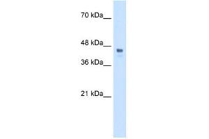 WB Suggested Anti-HOXC10 Antibody Titration:  0. (HOXC10 anticorps  (Middle Region))