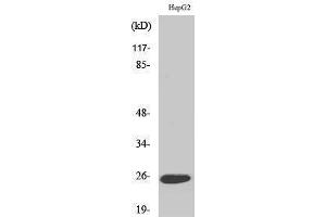 Western Blotting (WB) image for anti-Lymphotoxin beta (TNF Superfamily, Member 3) (LTB) (C-Term) antibody (ABIN3175879) (LTB anticorps  (C-Term))