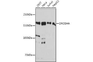 Western blot analysis of extracts of various cell lines, using DROSHA antibody (ABIN7266845) at 1:1000 dilution. (DROSHA anticorps)