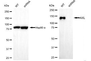 Western blotting analysis using AXL antibody (ABIN7797714). (Recombinant AXL anticorps)