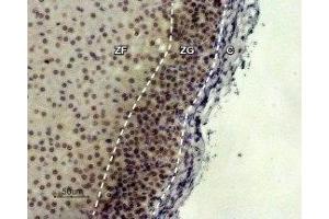 Expression of MC2R in rat adrenal gland - Immunohistochemical staining of paraffin embedded rat adrenal cortex section using Anti-MC2 Receptor (extracellular) Antibody (ABIN7043322 and ABIN7044594), (1:100).