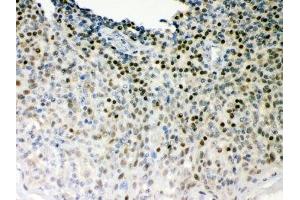 IHC-P: Oct-1 antibody testing of human tonsil tissue (POU2F1 anticorps  (AA 11-240))