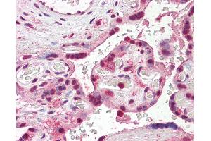 Anti-SKA3 antibody IHC of human placenta. (SKA3 anticorps  (AA 311-323))