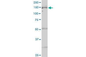 IARS MaxPab polyclonal antibody. (IARS anticorps  (AA 1-1055))