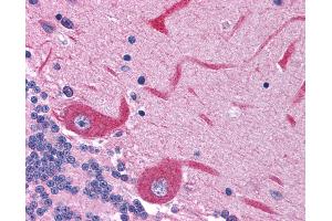 Anti-GRIN2C / NMDAR2C antibody IHC of human brain, cerebellum.