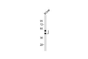 Anti-HPN Antibody (Center)at 1:2000 dilution + mouse liver lysates Lysates/proteins at 20 μg per lane. (Hepsin anticorps  (AA 153-188))