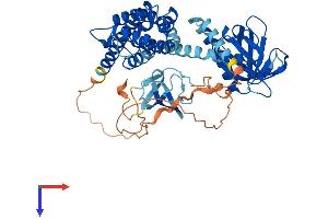 AlphaFold protein structure predicition of Mouse Recombinant Arhgef9 Protein, UniprotID Q3UTH8