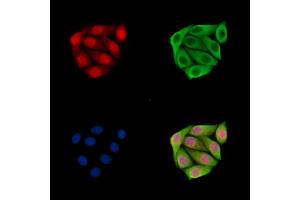 ABIN7096723 and ABIN7100788 staining Hela cells by IF/ICC.