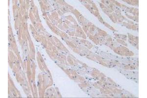 Figure. (GNRH1 anticorps  (AA 22-90))