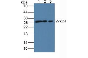Figure. (SCO2 anticorps  (AA 42-266))