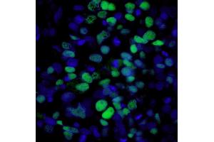 Rabbit anti-Mouse IgG (Heavy & Light Chain) antibody (DyLight 488) - Preadsorbed