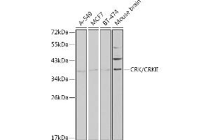 Western blot analysis of extracts of various cell lines, using CRK/CRKII antibody (ABIN3015530, ABIN3015531, ABIN3015532 and ABIN6218679) at 1:1000 dilution. (Crk anticorps  (AA 1-304))