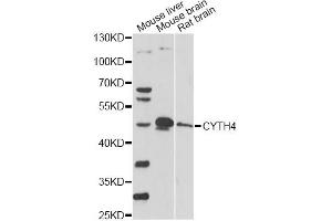 Western blot analysis of extracts of various cell lines, using CYTH4 antibody. (Cytohesin 4 anticorps)
