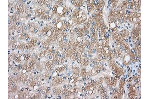 Immunohistochemical staining of paraffin-embedded Human liver tissue using anti-CYP1A2 mouse monoclonal antibody. (CYP1A2 anticorps)