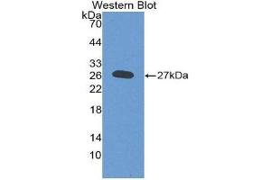 Western Blotting (WB) image for anti-Deoxyribonuclease I-Like 2 (DNASE1L2) (AA 28-232) antibody (ABIN3209087) (DNASE1L2 anticorps  (AA 28-232))