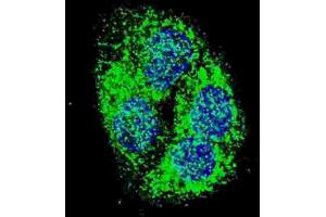 Immunofluorescence (IF) image for anti-BCL2/adenovirus E1B 19kDa Interacting Protein 3 (BNIP3) (BH3 Domain) antibody (ABIN2997216) (BNIP3 anticorps  (BH3 Domain))