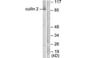 Western blot analysis of extracts from LOVO cells, using Cullin 2 Antibody.