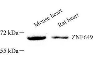 Western blot analysis of ZNF649 (ABIN7076269) at dilution of 1: 1000 (ZNF649 anticorps)