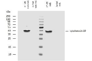 Western blotting analysis of human cytokeratin 19 using mouse monoclonal antibody A53-B/A2 on lysates of HT-29 cell line and Jurkat cell line (cytokeratin non-expressing cell line; negative control) under non-reducing and reducing conditions. (Cytokeratin 19 anticorps)