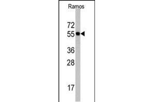 Western blot analysis of Cdc6 Antibody (N-term) (ABIN390211 and ABIN2840694) in Romas cell line lysates (35 μg/lane). (CDC6 anticorps  (N-Term))