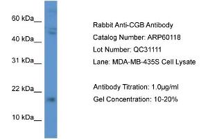 Western Blotting (WB) image for anti-Chorionic Gonadotropin, beta Polypeptide (CGB) (C-Term) antibody (ABIN2788338) (CGB anticorps  (C-Term))