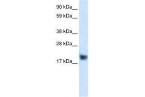 Western Blotting (WB) image for anti-Cysteine and Glycine-Rich Protein 3 (CSRP3) antibody (ABIN2460885) (CSRP3 anticorps)