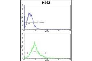 ALDH18A1 Antibody (Center) (ABIN652885 and ABIN2842572) flow cytometric analysis of k562 cells (bottom histogram) compared to a negative control cell (top histogram). (P5CS anticorps  (AA 176-205))