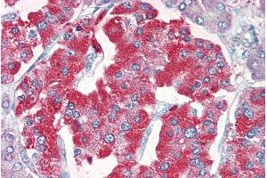 ABIN570915 (5µg/ml) staining of paraffin embedded Human Pancreas.