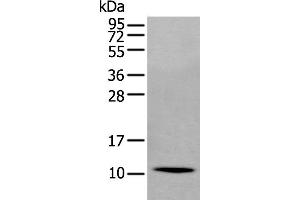 Western Blotting (WB) image for anti-Secretoglobin, Family 2A, Member 1 (SCGB2A1) antibody (ABIN2423951) (SCGB2A1 anticorps)