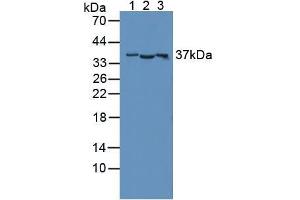 Figure. (CD300c anticorps  (AA 21-183))