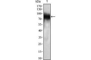 Western blot analysis using CD33 mouse mAb against THP-1 (1) cell lysate. (CD33 anticorps  (AA 15-237))