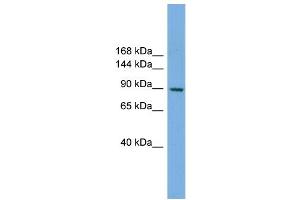 WB Suggested Anti-RAPGEF3 Antibody Titration: 0.