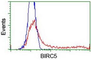 Image no. 2 for anti-Baculoviral IAP Repeat-Containing 5 (BIRC5) antibody (ABIN1501245) (Survivin anticorps)