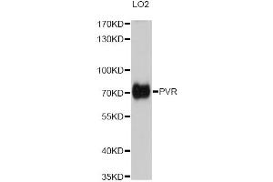 Western blot analysis of extracts of LO2 cells, using PVR antibody (ABIN2564821) at 1:1000 dilution. (Poliovirus Receptor anticorps)