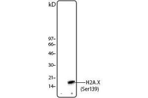 Image no. 1 for anti-H2A Histone Family, Member X (H2AFX) (pSer139) antibody (ABIN294560)