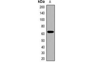 Western blot analysis of Collagen 25 alpha 1 expression in HepG2 (A) whole cell lysates. (COL25A1 anticorps)