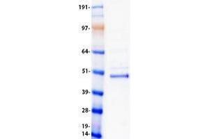 Validation with Western Blot