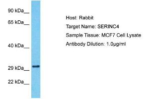 Host: Rabbit Target Name: SERINC4 Sample Tissue: Human MCF7 Whole Cell Antibody Dilution: 1ug/ml