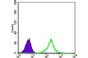 Flow cytometric analysis of K562 cells using KLHL11 mouse mAb (green) and negative control (purple). (KLHL11 anticorps)