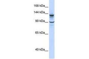 Image no. 1 for anti-PiggyBac Transposable Element Derived 1 (PGBD1) (N-Term) antibody (ABIN6742645) (PGBD1 anticorps  (N-Term))