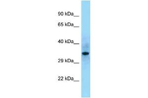 Western Blotting (WB) image for anti-Src Homology 2 Domain Containing F (SHF) (C-Term) antibody (ABIN2789453) (SHF anticorps  (C-Term))