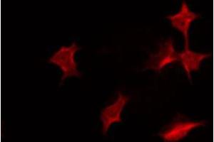 ABIN6267319 staining COS7 by IF/ICC.