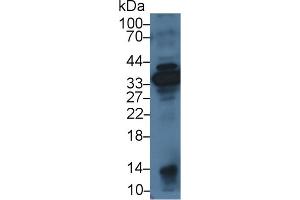Detection of ANXA4 in Porcine Heart lysate using Polyclonal Antibody to Annexin A4 (ANXA4)