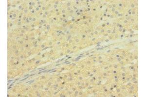 Immunohistochemistry of paraffin-embedded human adrenal gland tissue using ABIN7170303 at dilution of 1:100 (SLCO2B1 anticorps  (AA 130-210))