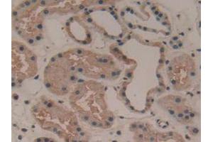 IHC-P analysis of Human Kidney Tissue, with DAB staining. (LAMA3 anticorps  (AA 47-296))